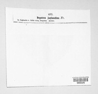 Depazea juglandina image